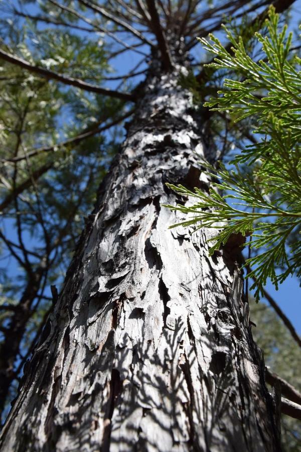 Yosemite Foothill Retreat Ξενοδοχείο Coarsegold Εξωτερικό φωτογραφία